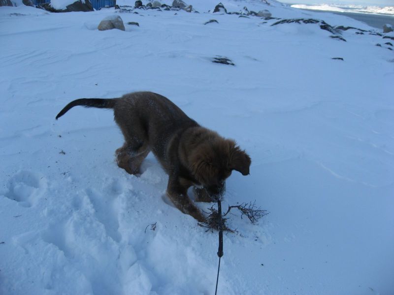 Djanco - ude og inde