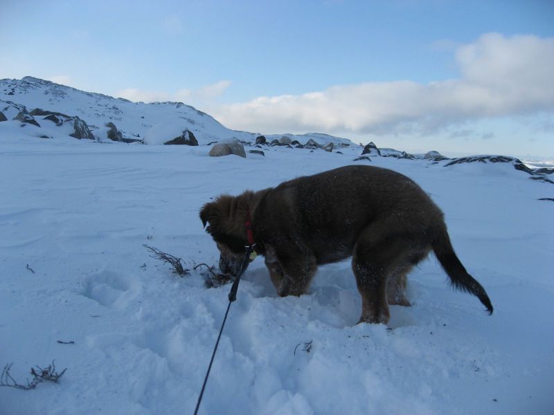 Djanco - ude og inde