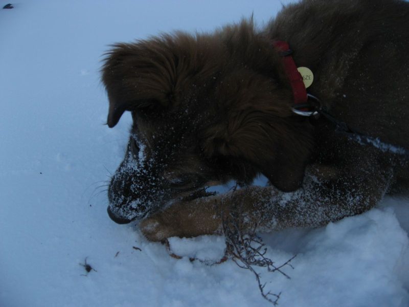 Djanco - ude og inde