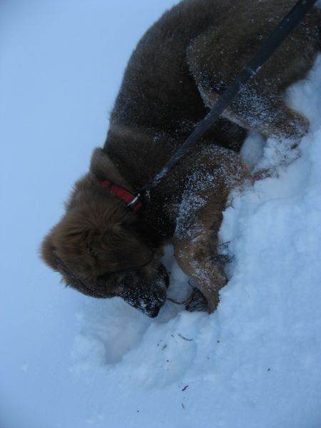 Djanco - ude og inde