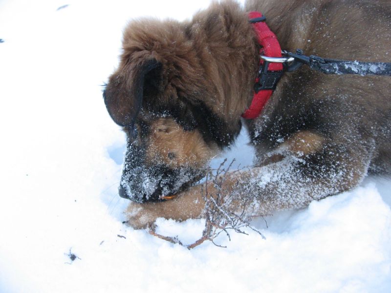 Djanco - ude og inde