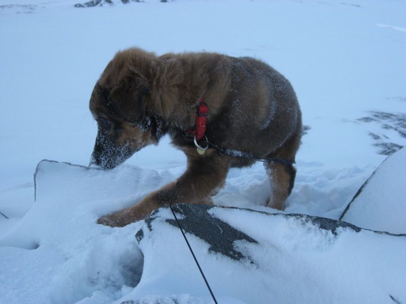 Djanco - ude og inde