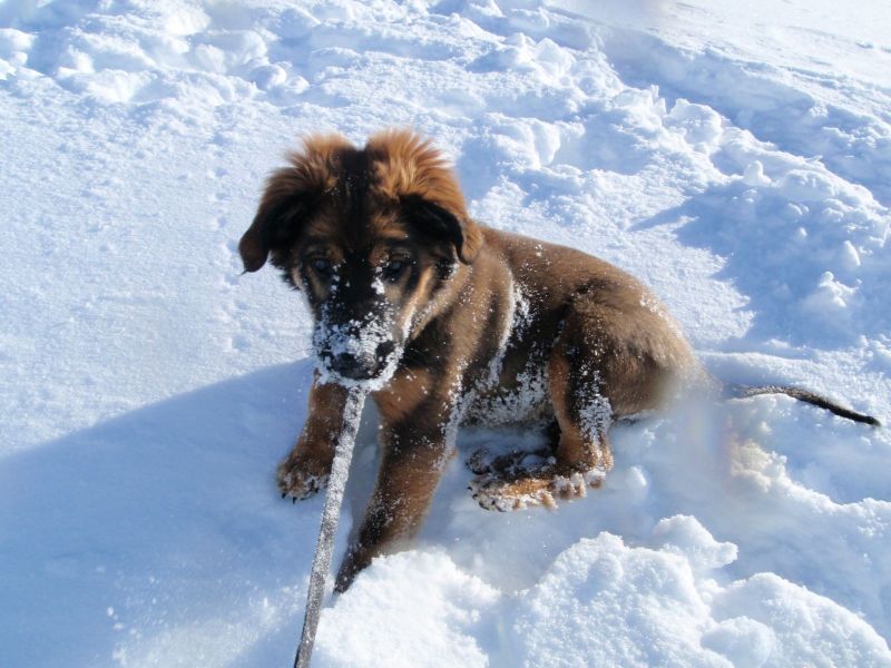 Djanco - ude og inde