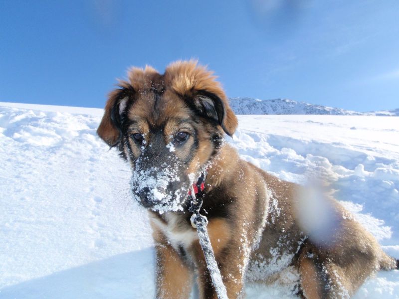 Djanco - ude og inde