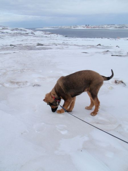 Djanco - ude og inde