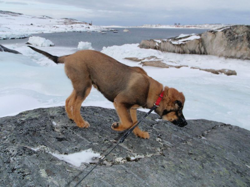 Djanco - ude og inde