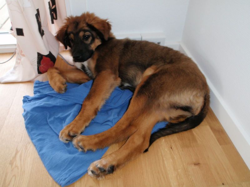 Djanco - ude og inde