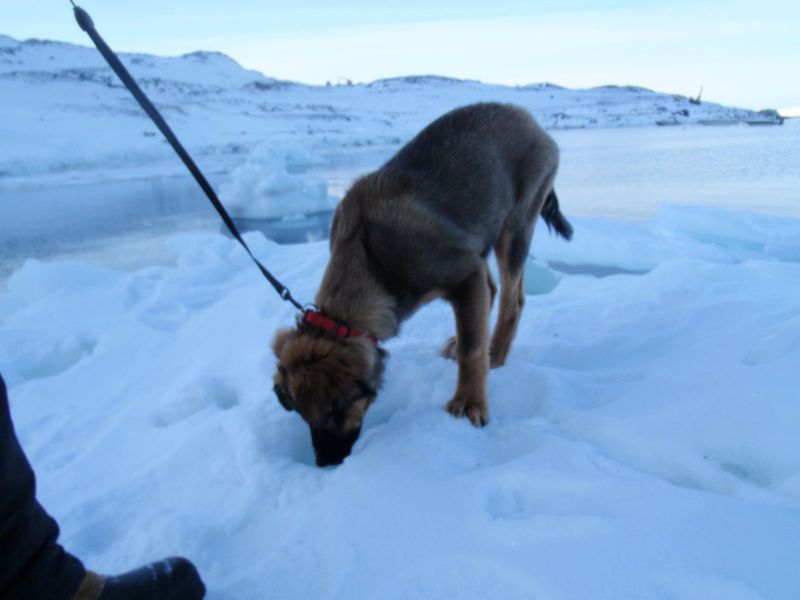 Djanco - ude og inde