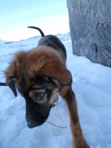 Djanco - ude og inde