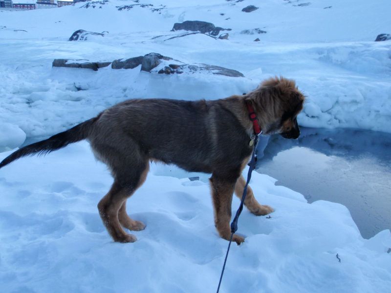 Djanco - ude og inde