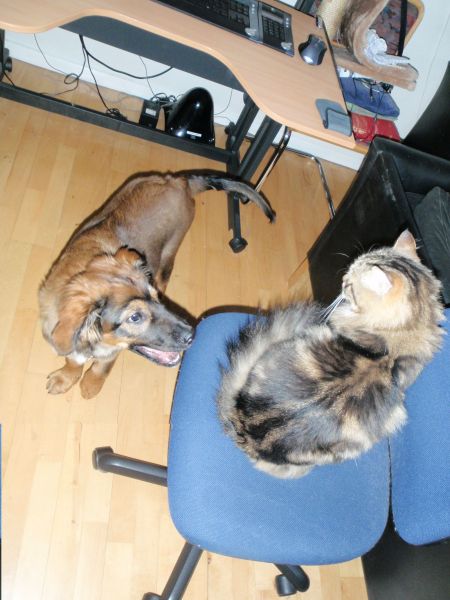 Djanco - ude og inde