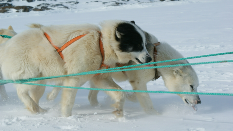 2009-04-08-1012_Tasiilaq