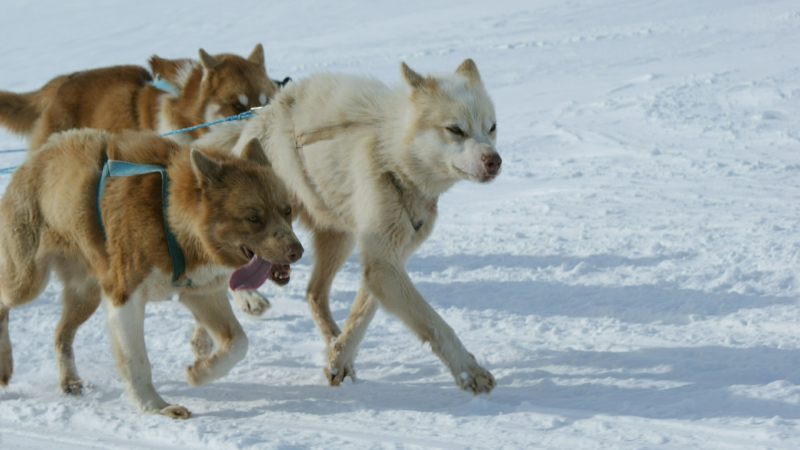 2009-04-08-1029_Tasiilaq_3
