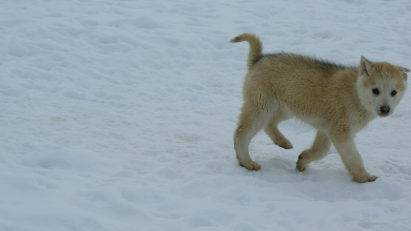 2009-04-09-1429_Tasiilaq