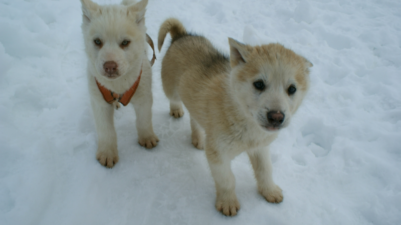 2009-04-09-1429_Tasiilaq_3