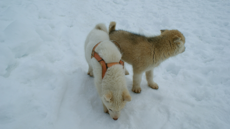 2009-04-09-1429_Tasiilaq_4