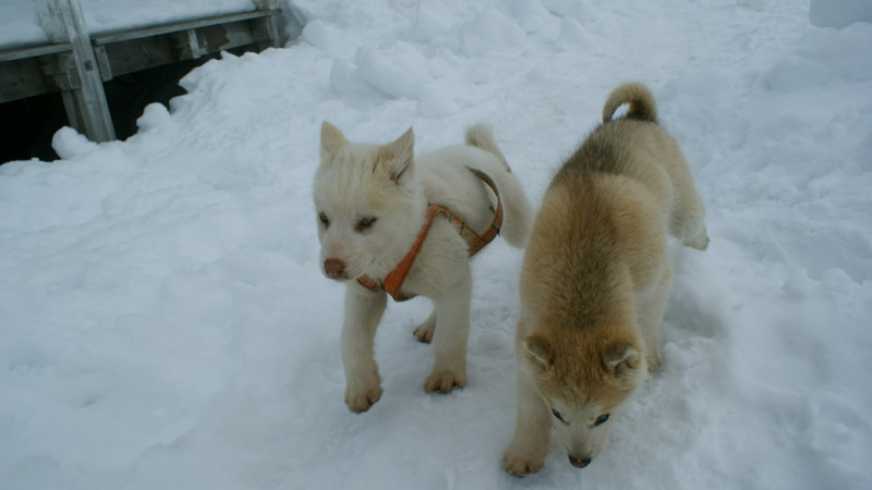 2009-04-09-1429_Tasiilaq_8