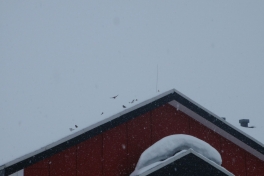 Hele familien i Tasiilaq