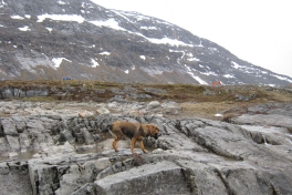 Djanco - ude og inde