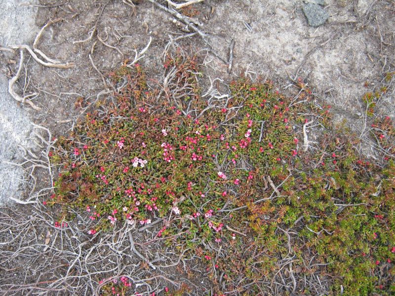 Vegetation i fjeldet
