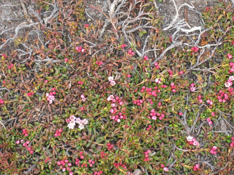 Vegetation i fjeldet