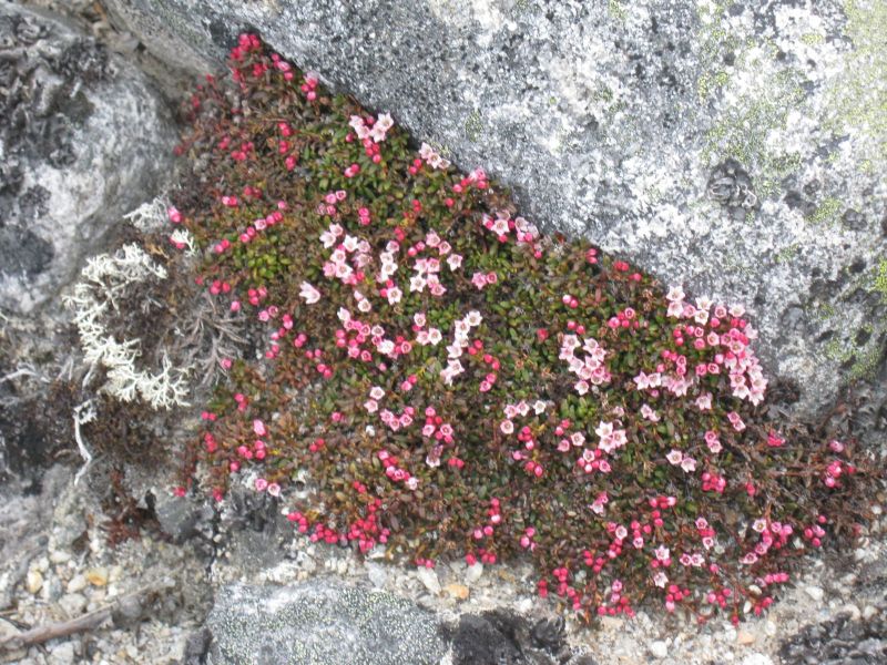 Vegetation i fjeldet