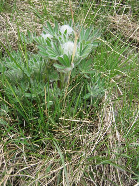 Vegetation i fjeldet
