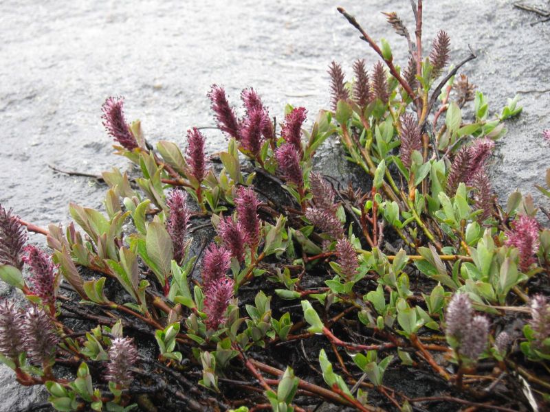 Vegetation i fjeldet