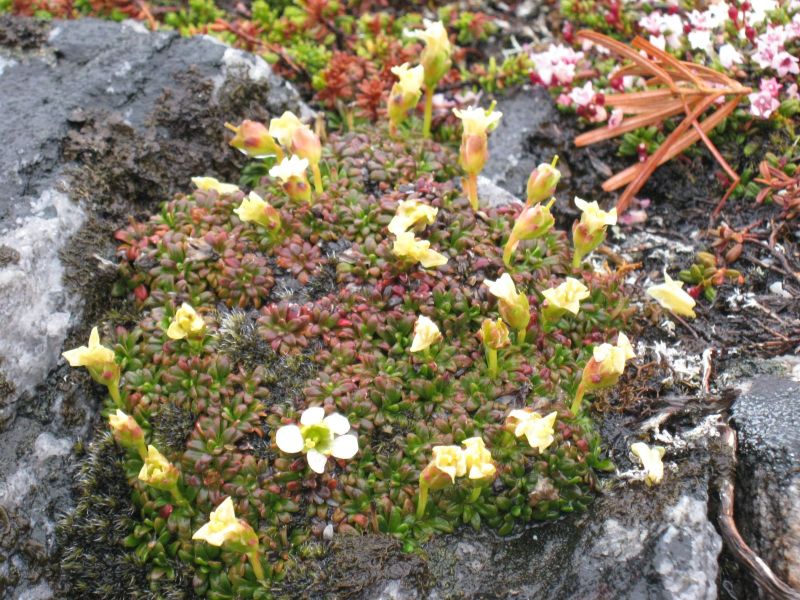 Vegetation i fjeldet