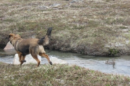 Djanco - ude og inde