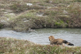 Djanco - ude og inde