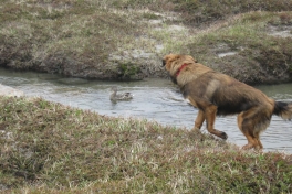 Djanco - ude og inde