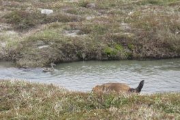 Djanco - ude og inde