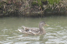 Djanco - ude og inde