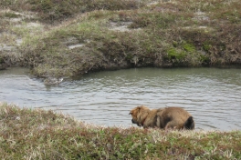 Djanco - ude og inde