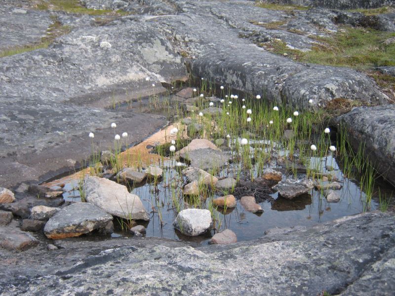 2009-07-21-2147_Vegetation