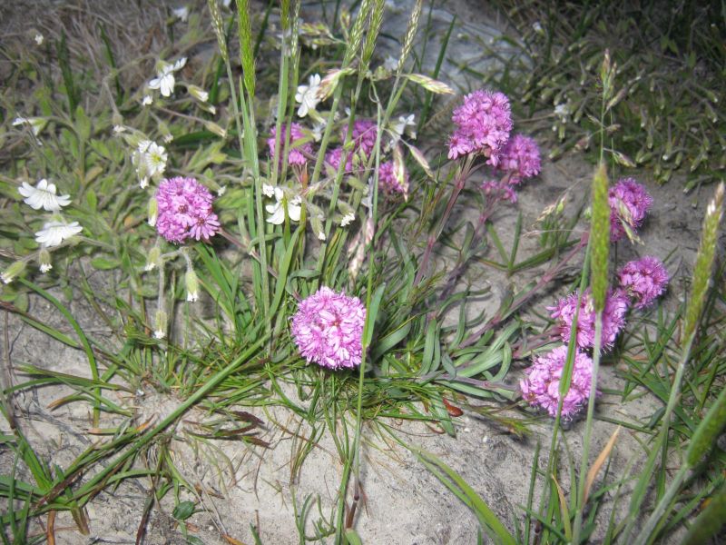 Vegetation i fjeldet