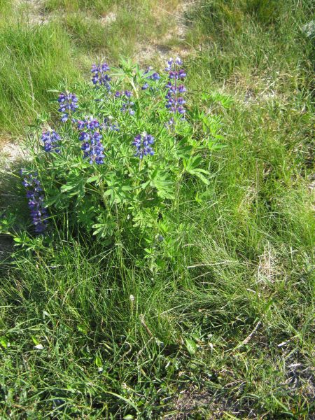 Vegetation i fjeldet