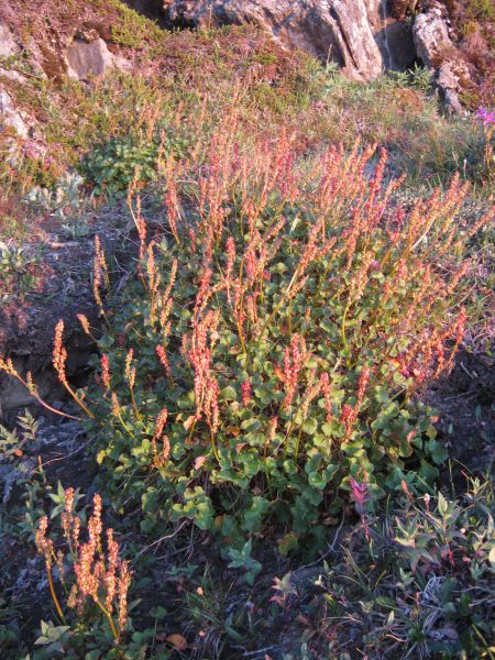 Vegetation i fjeldet