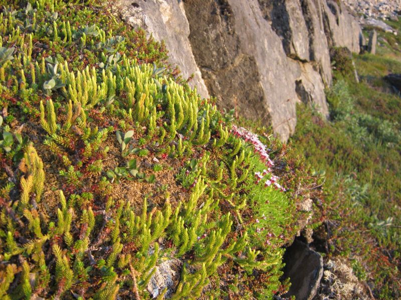 Vegetation i fjeldet