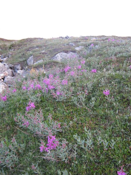 Vegetation i fjeldet
