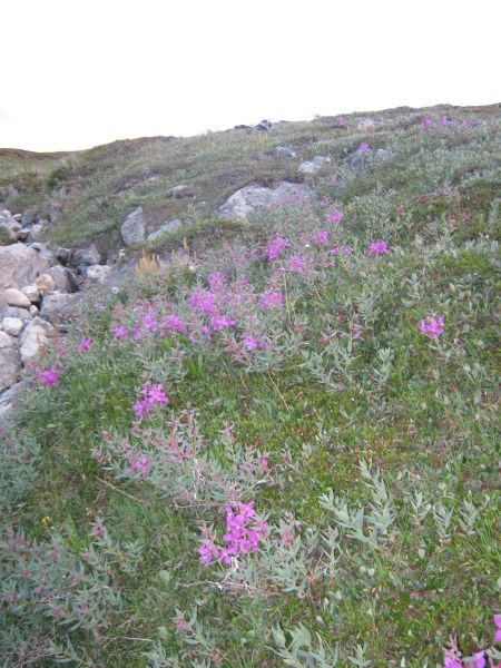 Vegetation i fjeldet