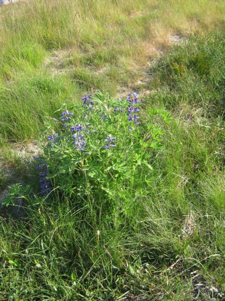 Vegetation i fjeldet