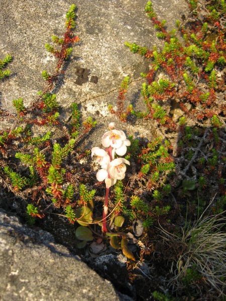 Vegetation i fjeldet