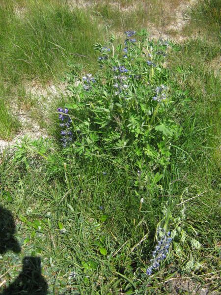 Vegetation i fjeldet