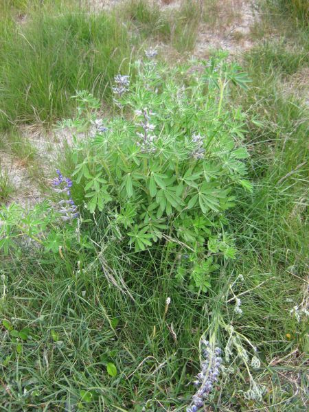 Vegetation i fjeldet