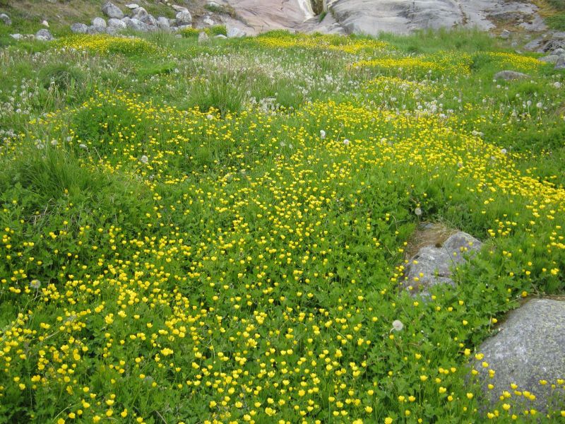 Vegetation i fjeldet