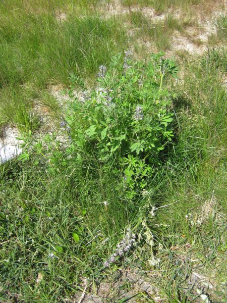 Vegetation i fjeldet