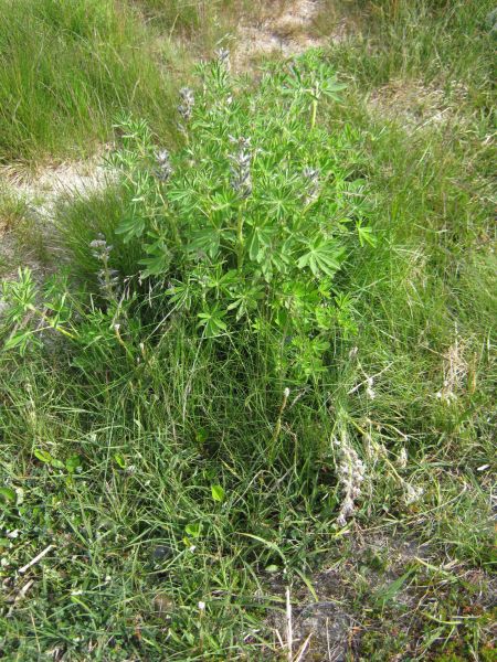 Vegetation i fjeldet