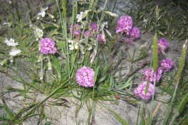 Vegetation i fjeldet
